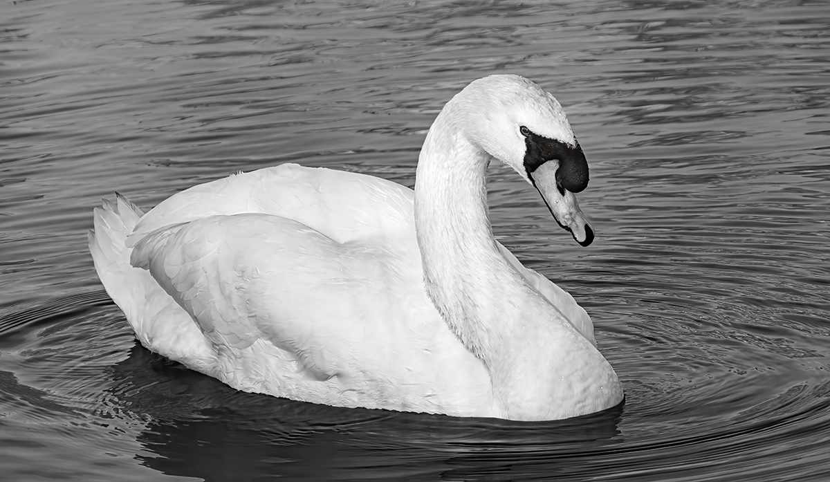 Forrest Marjorie Beautiful Mute swan Print   Mono   Class A 20251112